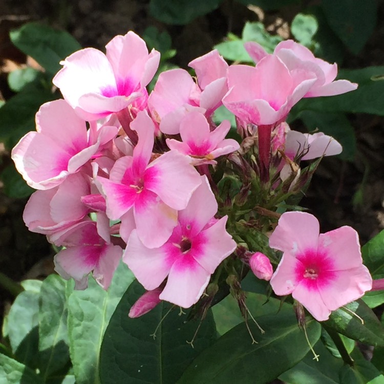 plant image 1379311