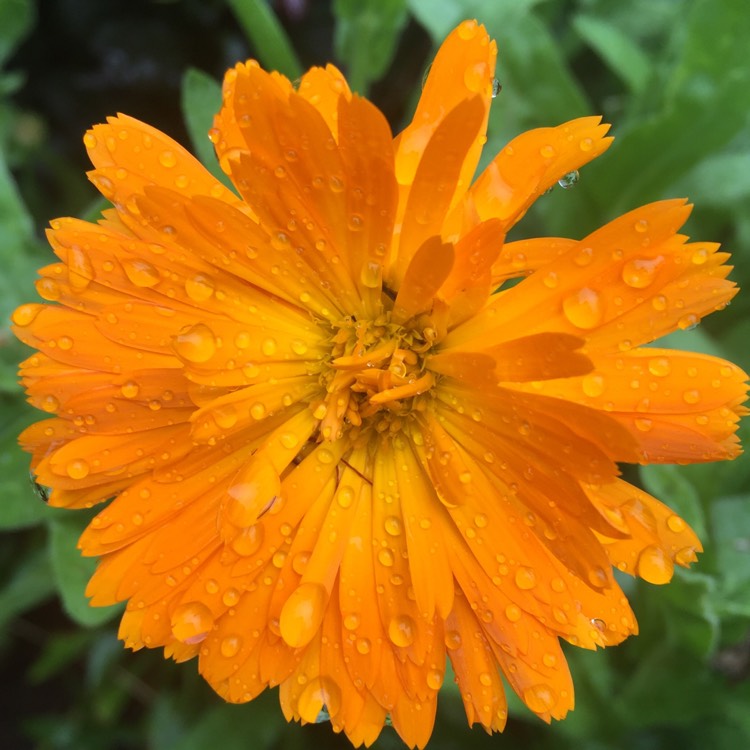 plant image 1381748