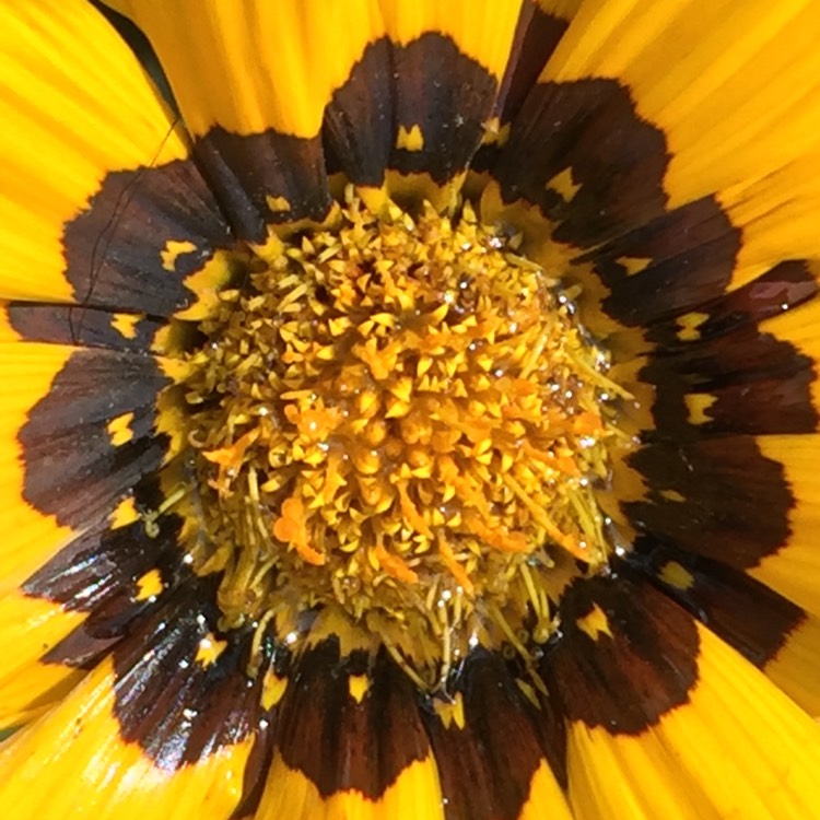 plant image 1383072 plant image 1383072