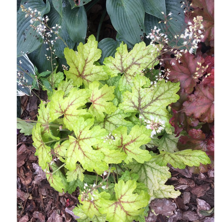 plant image 1385704 plant image 1385704