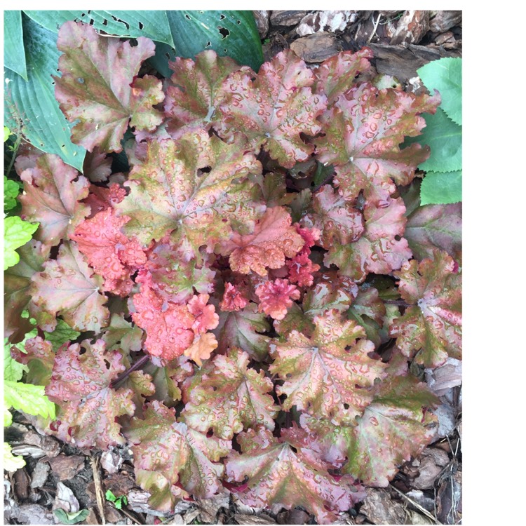 plant image 1385707