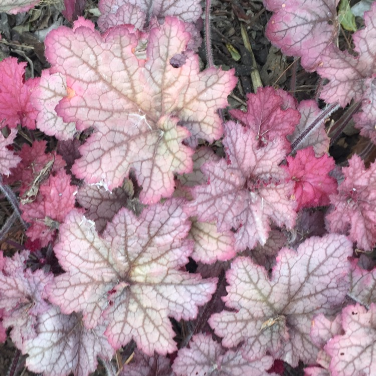 plant image 1385711
