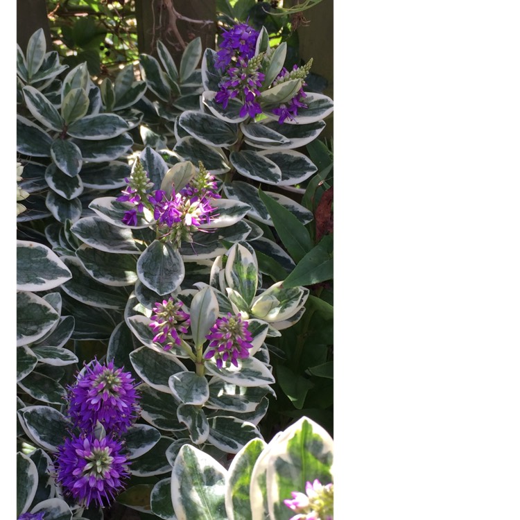 plant image 1397953 plant image 1397953
