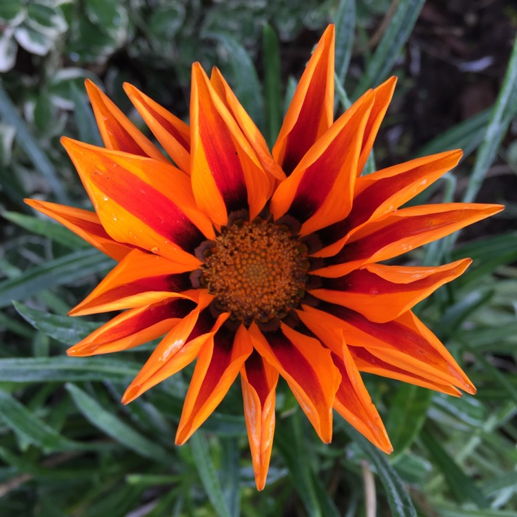 plant image 1409719 plant image 1409719