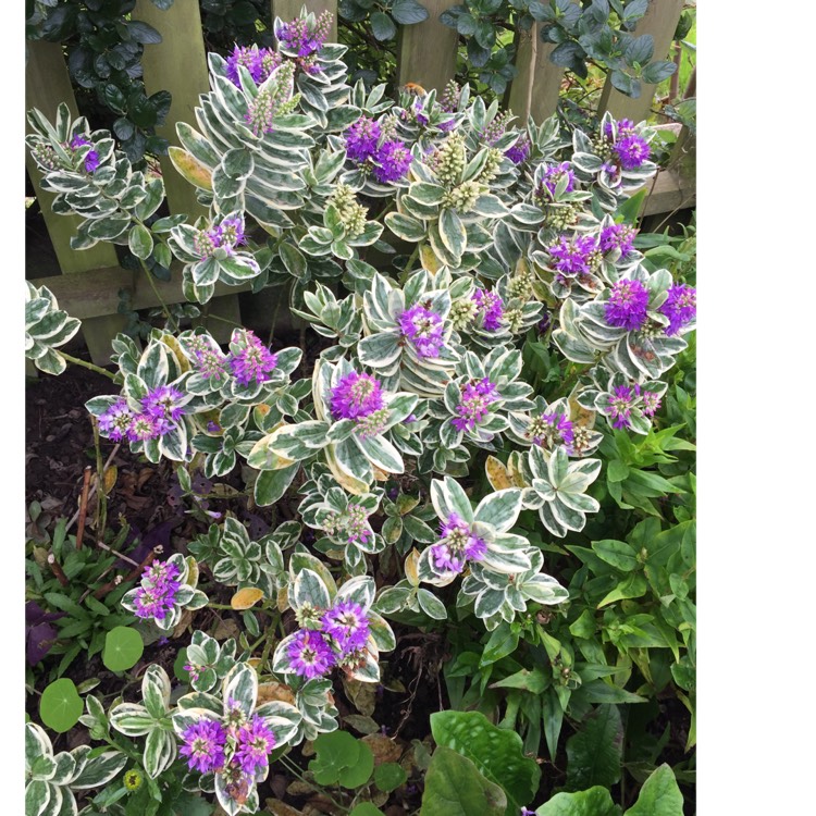 plant image 1412328 plant image 1412328