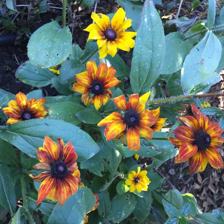 Plant image Gaillardia x grandiflora 'Burgunder' syn. Gaillardia 'Burgunder', Gaillardia x grandiflora 'Burgundy', Gaillardia 'Burgundy'