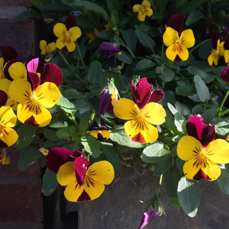 plant image 1417338 plant image 1417338