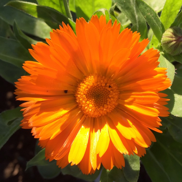 plant image 1421861