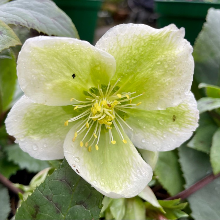 plant image 1436904