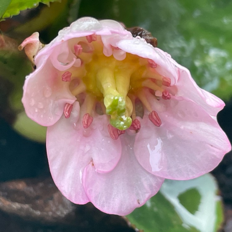Plant image Bergenia 'Harzkristall'