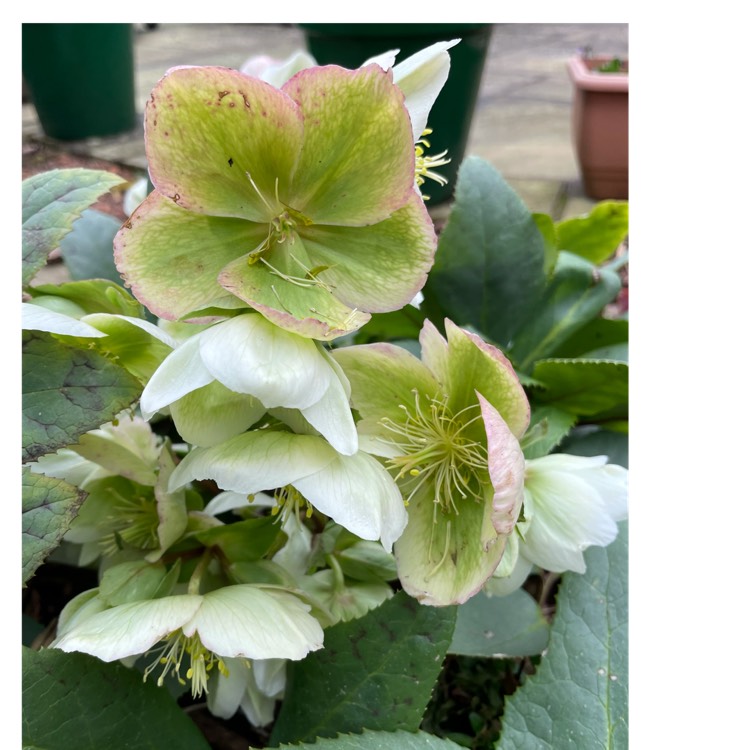 plant image 1441853
