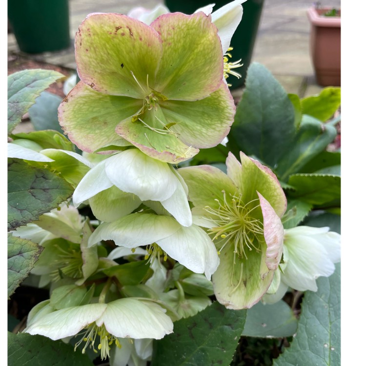 plant image 1444741