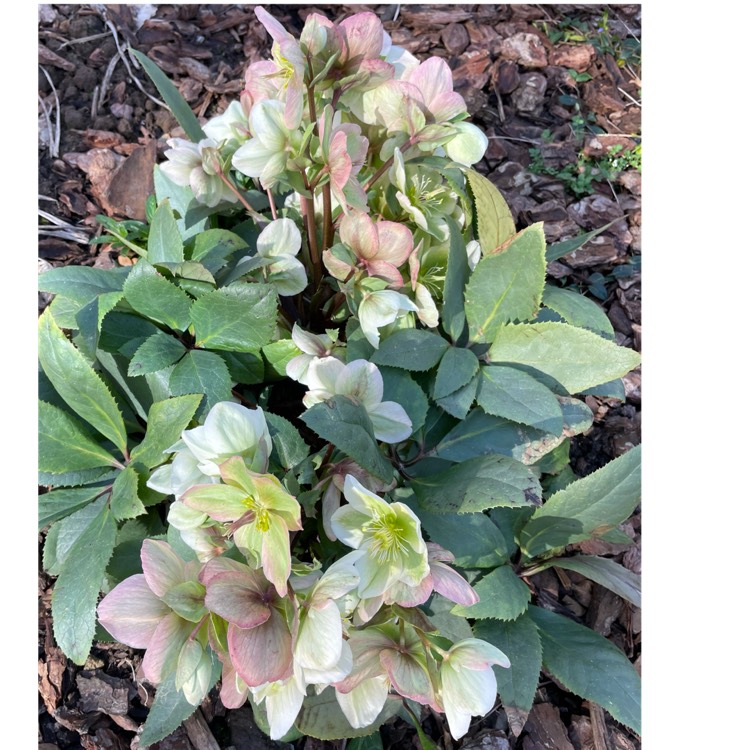 plant image 1445497