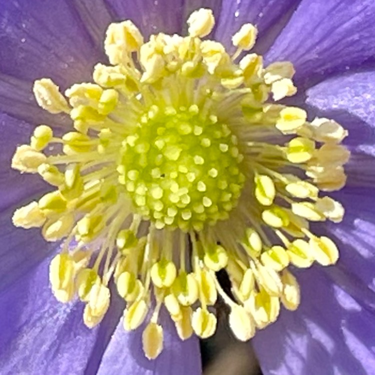 plant image 1449481 plant image 1449481