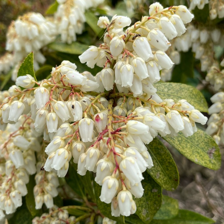 plant image 1458582 plant image 1458582