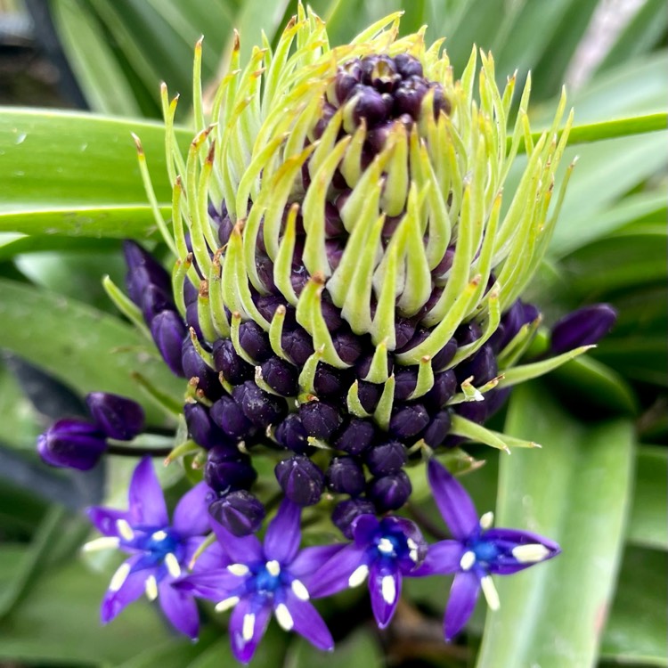 plant image 1461862 plant image 1461862