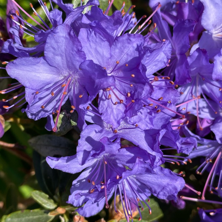plant image 1471526 plant image 1471526