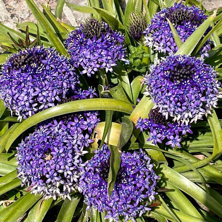 plant image 1472479 plant image 1472479