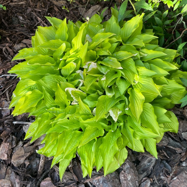 plant image 1477446 plant image 1477446