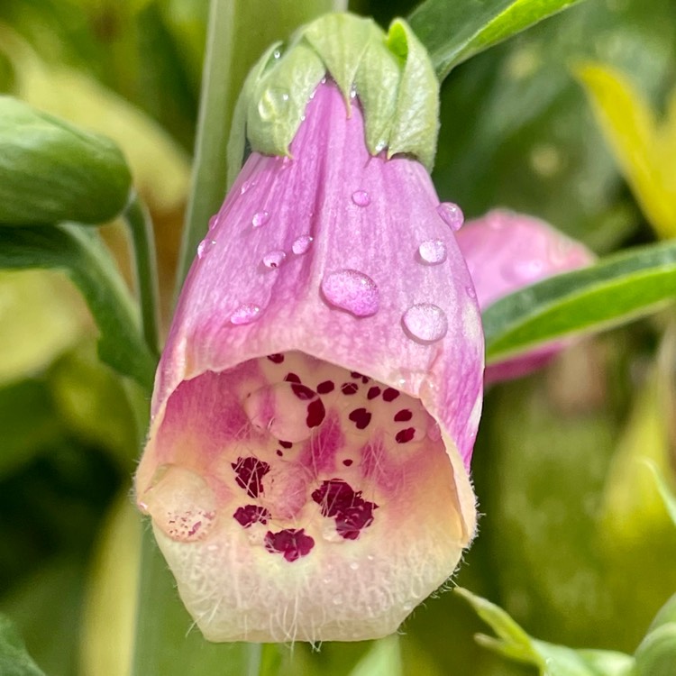 plant image 1482621 plant image 1482621