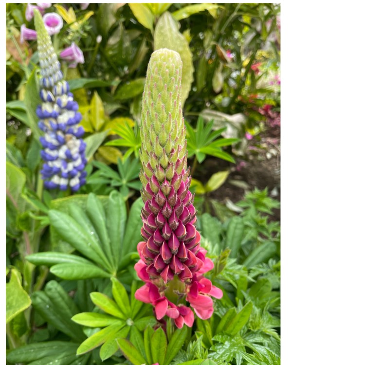 plant image 1482713 plant image 1482713