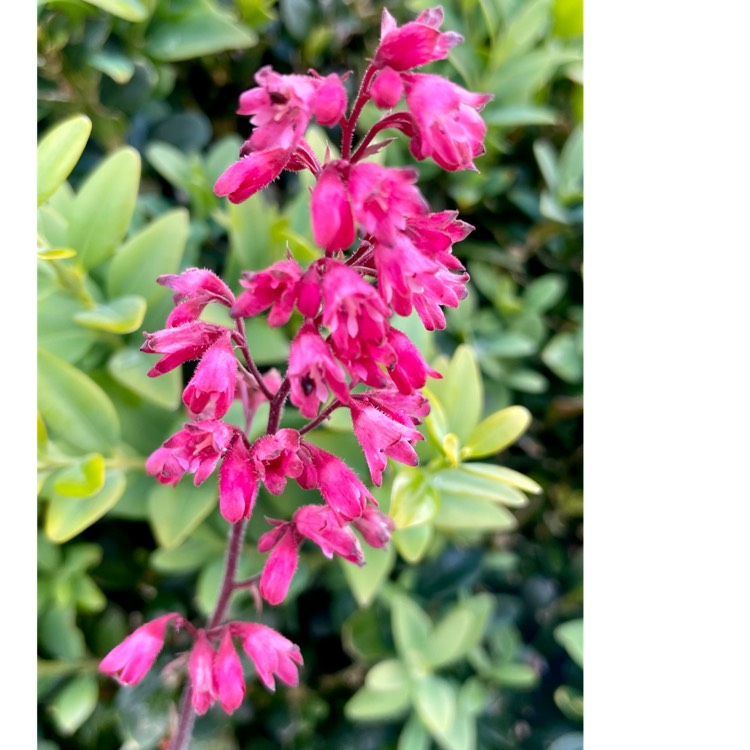 plant image 1484256
