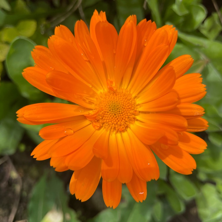 plant image 1484894