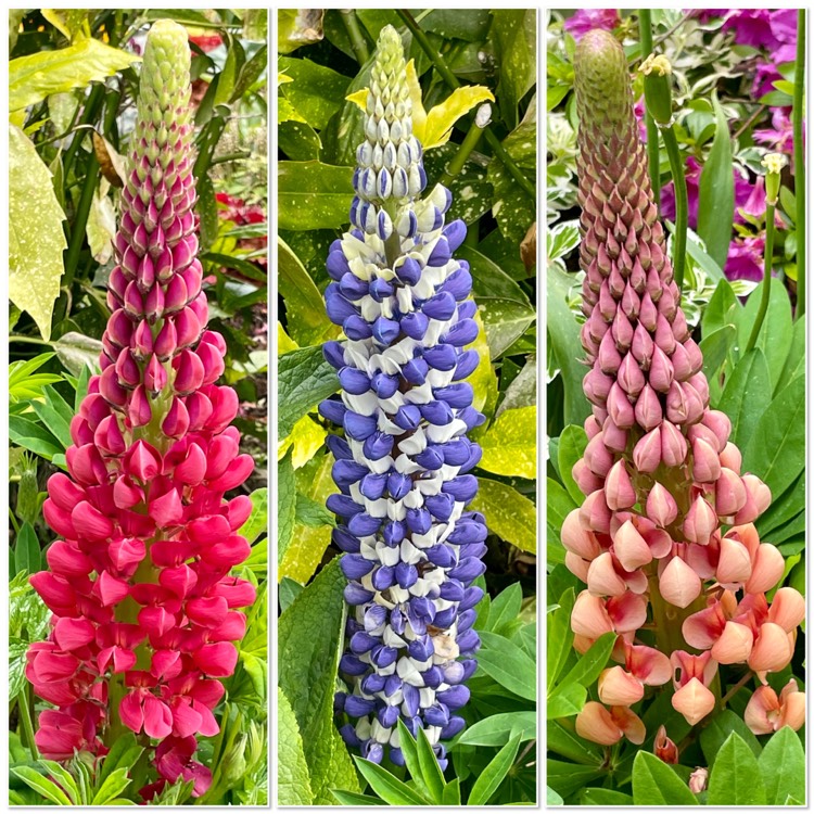 Plant image Lupinus 'Beefeater'