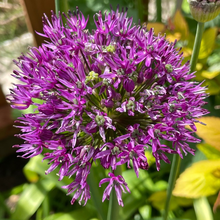 plant image 1487954 plant image 1487954