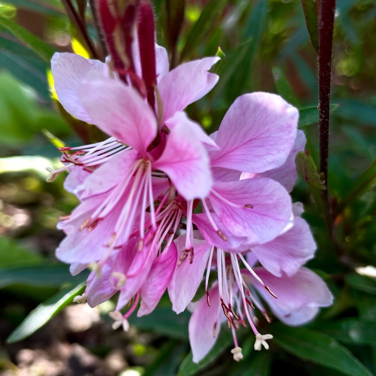 plant image 1502857 plant image 1502857