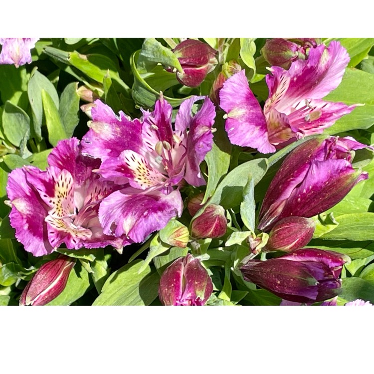 plant image 1503851 plant image 1503851