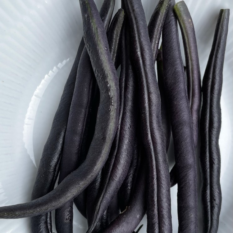 plant image 1504829