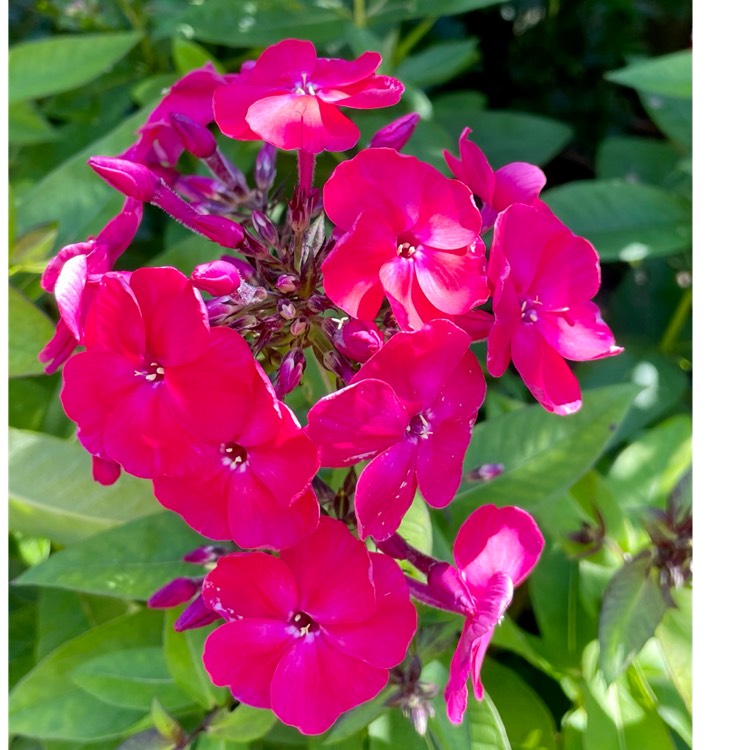 plant image 1509596