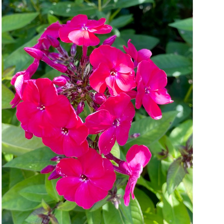 plant image 1511066