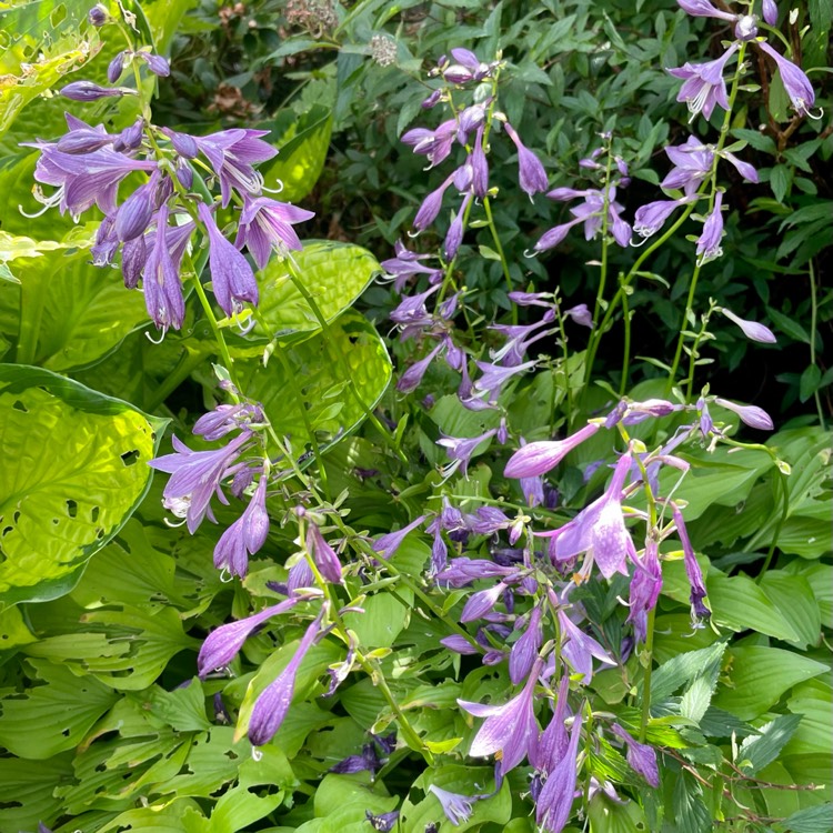 plant image 1511739 plant image 1511739