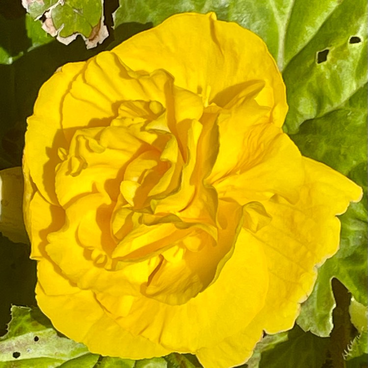 plant image 1512152 plant image 1512152