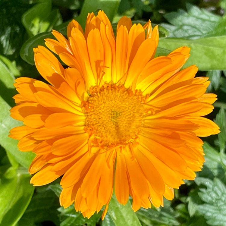 plant image 1513384