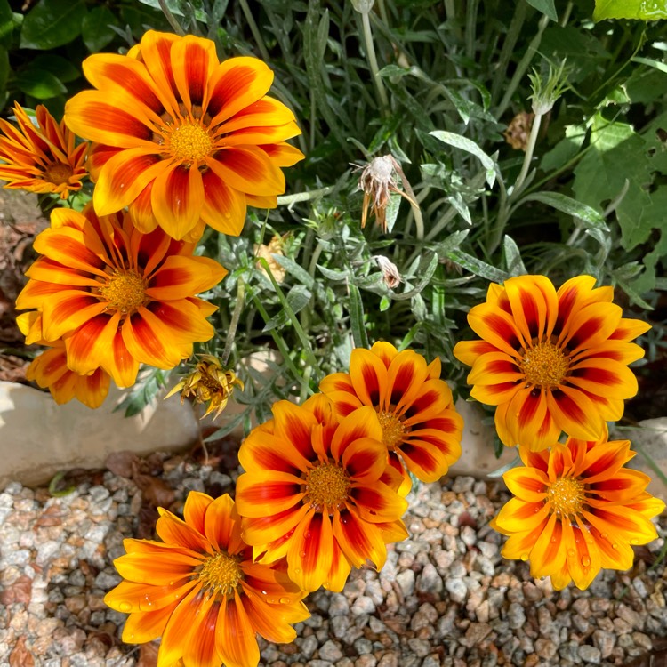 plant image 1515266 plant image 1515266