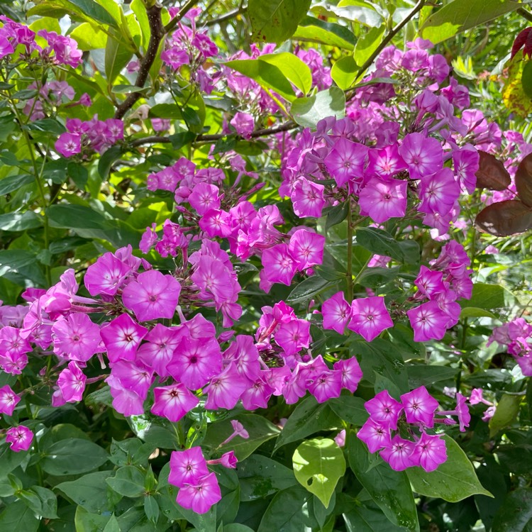plant image 1515271 plant image 1515271