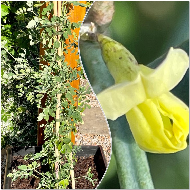 plant image 1516811