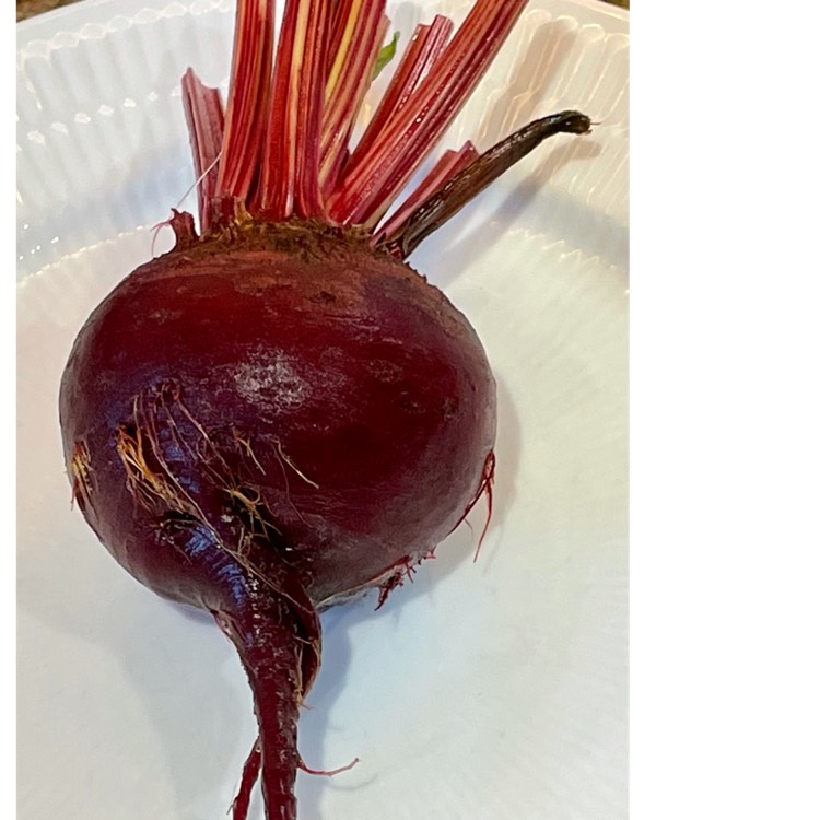 plant image 1521504
