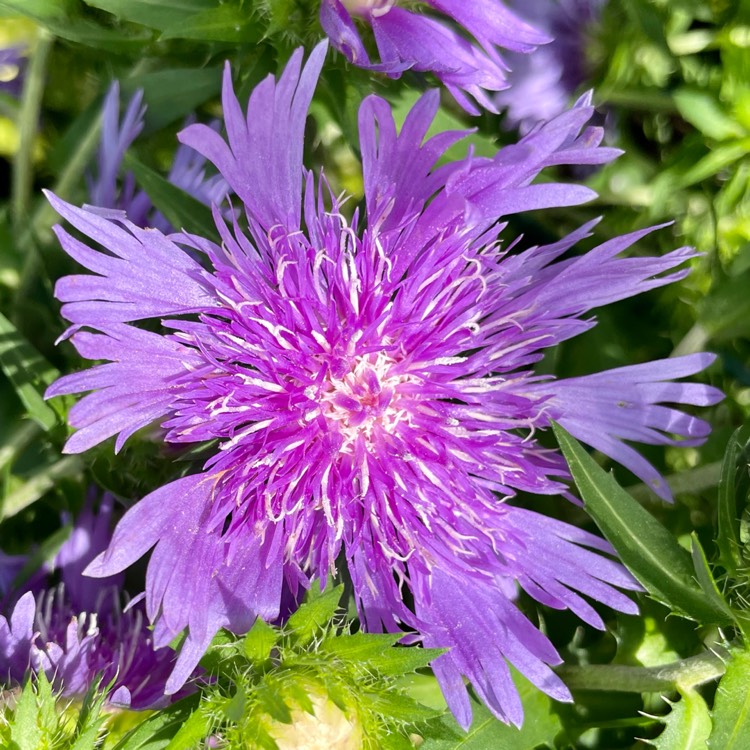 plant image 1531696 plant image 1531696
