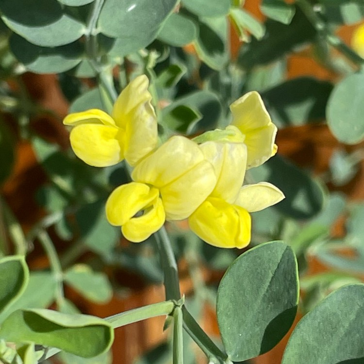 plant image 1531699