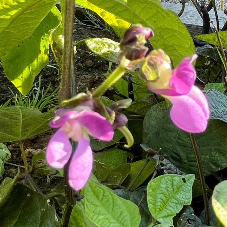plant image 1538794
