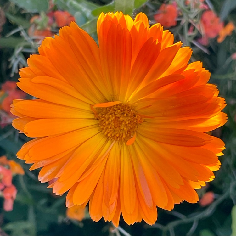 plant image 1538796