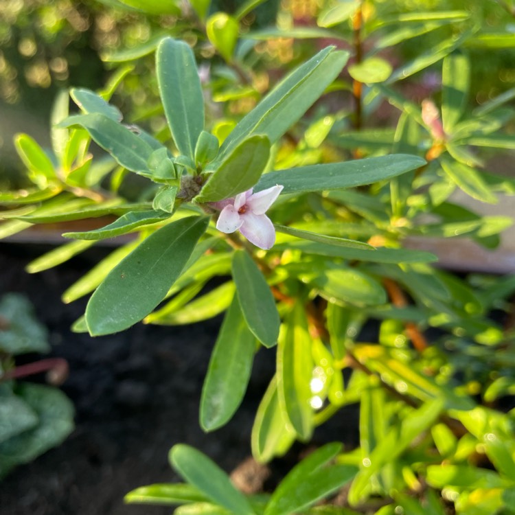 plant image 1541553 plant image 1541553