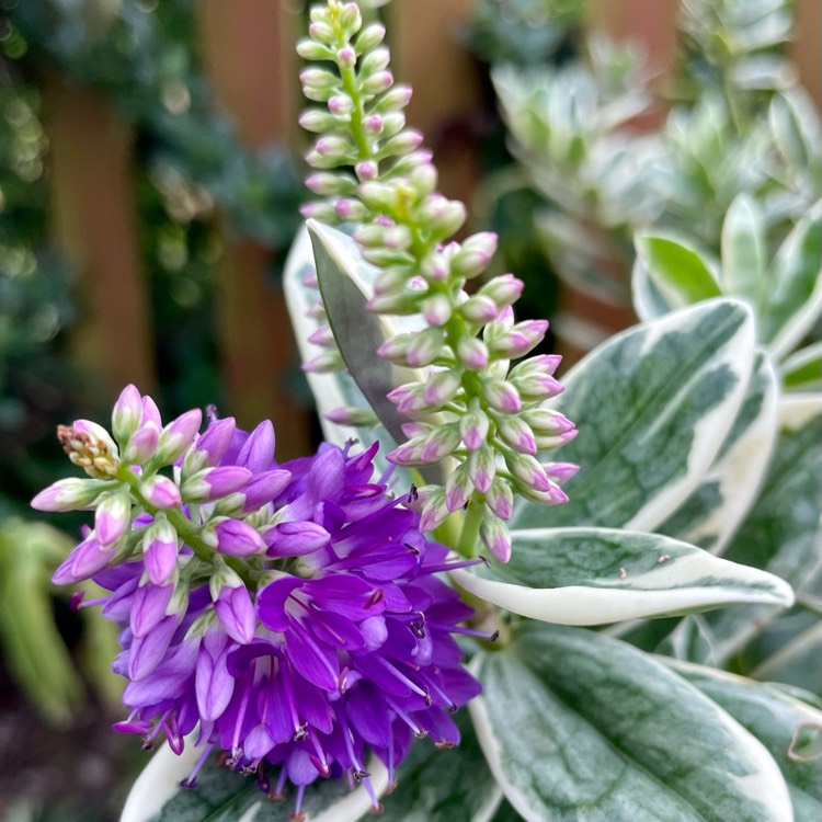 plant image 1542629 plant image 1542629