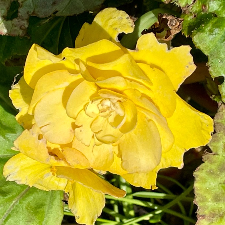 plant image 1544698 plant image 1544698