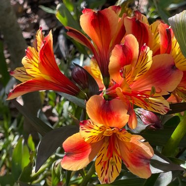 Alstroemeria 'Tesronto' (Summer Paradise Series) syn. Alstroemeria 'Indian Summer'