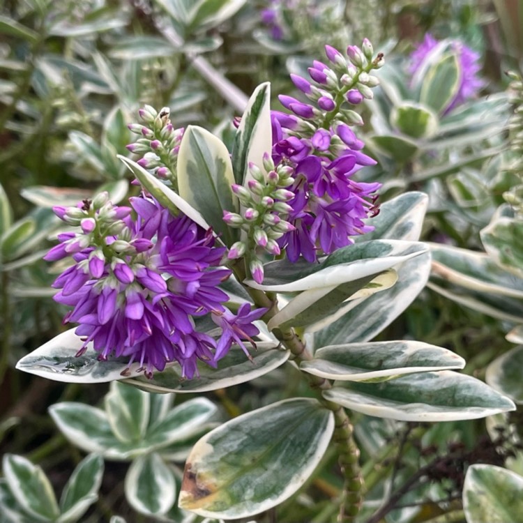 plant image 1556055 plant image 1556055